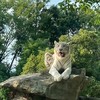 「群馬サファリーパーク」で猛獣にエサをやる（旅行２日目）。
