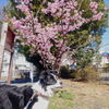 公園の河津桜、今年は長持ち