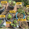家庭菜園 夏野菜 5【一晩外で】