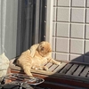 陽だまりの猫