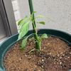 初心者の家庭菜園〜ししとう、バジル追加〜