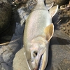 鱒さん考察　虫を食べるか魚を食べるか