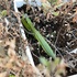 カマキリの卵④