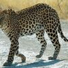 猫と猫科の猛獣（トラとか）の区別がイマイチついていない（1歳7ヶ月）