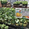 農園に 金太郎を植えてみた★