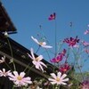 コスモスの花言葉