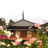 【旅行記】奈良県でコスモス鑑賞ひとり旅（2023年10月）①｜天極堂、安倍文殊院、コスモス迷路、藤原宮跡、ゆるり、ゲストハウス奈良小町