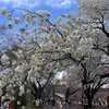 アジアな空間　その２０２４２　桜パトロール　その２　の巻