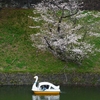 桜の咲く街・各駅停車の旅⑤『千鳥ヶ淵・千鳥ヶ淵緑道』