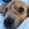 おでこに「第二の尻尾」が生えた子犬を保護、フェイスブックに写真が投稿され人気者に