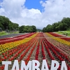たんばらラベンダーパーク①・８月６日の開花状況は遅咲きが見頃です。