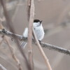 北海道で見かけたコガラとハシブトガラ