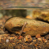 ハコネサンショウウオ（幼生） Onychodactylus japonicus