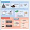 Ketone Bodies Rescue Mitochondrial Dysfunction via Epigenetic Remodeling