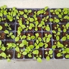 白菜の苗植え