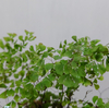 おひとりさまと植物