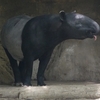 Malayan tapir / マレーバク