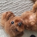 あんのいる暮らし