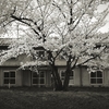 桜の空気