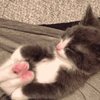 可愛い子猫の足が・・・ピーン！／猫様「今は触らなくて良い」【猫画像まとめ】