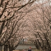 四季の里の　桜たち・・