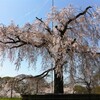  花見　京都