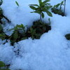 いくたびも雪の深さを尋ねけり