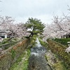 花とともに団子