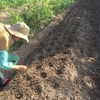 種まき始まりました ＠ Sangoファーム中城