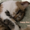 ☆Cats and Dogs #9  Happy New Year 2024