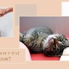 プレミアムキャットフードって何がいいの？