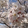 夕焼けに映る岬の山桜