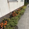 秋の花壇の植え替え