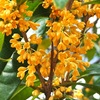 香るキンモクセイの花