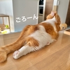 大掃除中の悲劇も、愛猫のおかげでなんとか乗り越え。