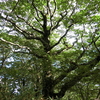 栃ヶ森山塊・小出川中流