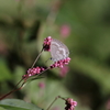 10/25/2020・ソテツの葉には多くの幼虫、辺りには成虫の姿も見られました