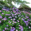 丹州紫陽花寺