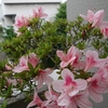 サツキ「ベランダ園芸」