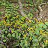 春から初夏のイチジク株元周辺2025　青紫色の花のアジュガから黄色の花のリシマキア