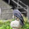 【困ったじいさん】カラス被害の原因を作っているのは高齢男性たちだった