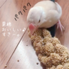 シナモン文鳥さん　粟穂だいすき。