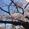 2019年東京の桜。東京は桜の名所が多くて、近場ですぐに見に行けるのが良いです。