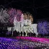 【イベントレポート】あしかがフラワーパーク　～夜景景観士が選ぶ花と光の楽園～