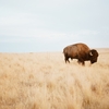 BUFFALOポータブルSSDを購入してiTunesと写真データを移行