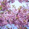 桜ひらひら〜舞い降りて〜落ちて・・・