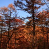 大平峠の紅葉 by EOS60D