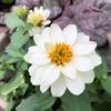 ＊最近の花♪