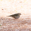 🦜野鳥捜索隊【132】どうせまたツグミだろ～と撮ったらビンズイだった