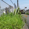 どこでも見られる【えのころ草】